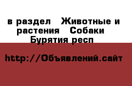  в раздел : Животные и растения » Собаки . Бурятия респ.